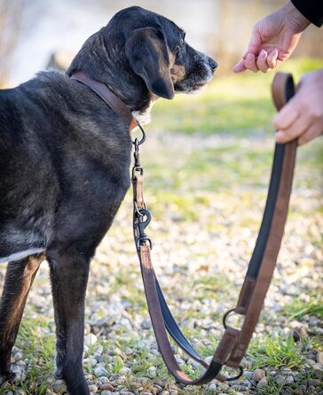 Нашийник для собак Джек Рассел з натуральної шкіри та неопрену – м'який та міцний нашийник для маленьких та великих собак – преміум нашийник Craig (L) L (42.0-51.0 см)