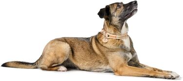 Нашийник для собак HUNTER Malia, бордово-коричневий, з м'якого шнура та міцної шкіри, легкий, зносостійкий, сучасний та елегантний дизайн, яскраві кольори, Made in Germany, розмір 45, бордово-коричневий