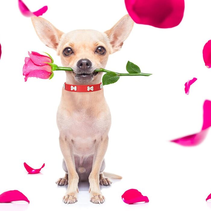 Нашийник для собак Halfsumo з шкіри та поводок: комплект для малих та середніх собак та котів, червоний