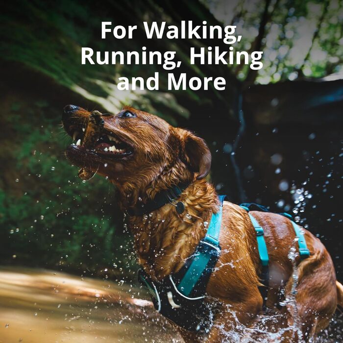 Шлейка для собак Ruffwear Flagline з ручкою, легка, регульована, 3 точки кріплення для повідка, посилена стрічка, міцний металевий V-кільце, Базальтовий сірий, розмір Small