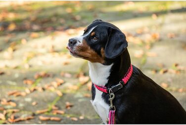 Нашийник для собак Sprenger з паракорду, нержавіюча сталь, світловідбиваючий, жовтий (55 см)