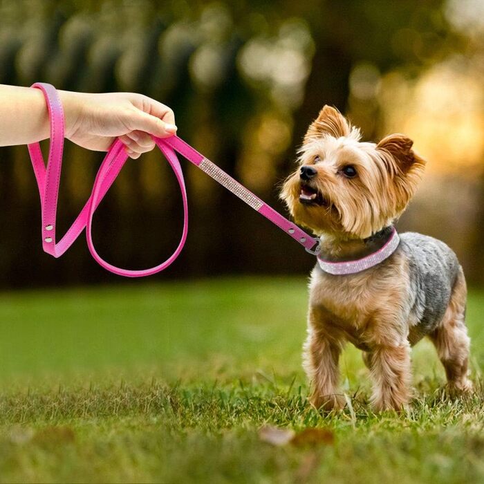 Soft Suede Dog Collar, Shimmering, Sparkling, Elegant, Unique, Embellished with Rhinestones, for Pets, Puppies, Cats, Dogs, Combo Set with Leash (XXS, Black)