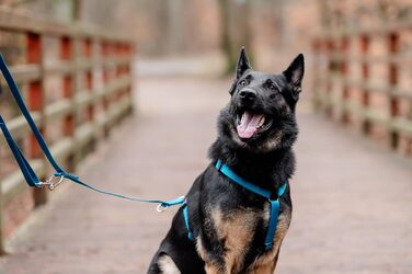 Шлейка для собак Chaba Guard середнього розміру, контрольована, протисмикова, регульована, комфортна та легка, класична Step-in, для прогулянок, розмір L, колір Морський