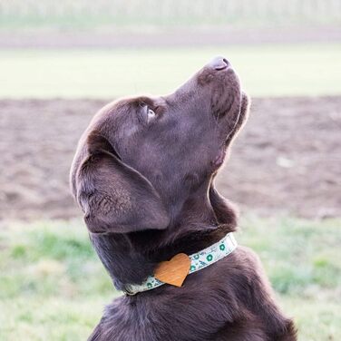 Нашийник для собак Pettsie з серцем та браслетом дружби, регульовані розміри S та M, комфортний дизайнерський льон, міцний та довговічний, чудовий подарунок для любителів собак (35,6 - 50,8 см (M), Зелений)