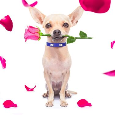 Нашийник для собак з шкіри та поводок-комбінований набір. Регульований нашийник для цуценят та собак середніх та маленьких порід. Білий (L, Синій)