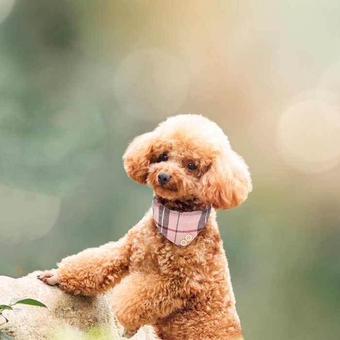 Набір аксесуарів для собак EXPAWLORER: ошийник, повідок та бандана в клітинку. Регульовані, з дзвіночком. Підходить для цуценят та котів, розмір S-M, рожевий.