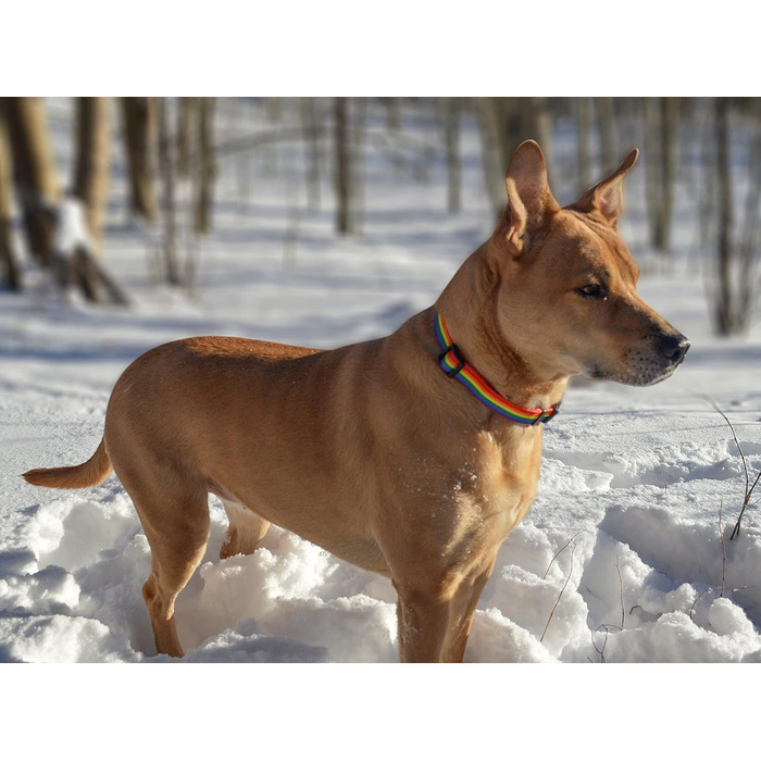 Нашийник для собак Native Pup з прапором ЛГБТК+, гордість, аксесуари для парадів, рівність, подарунок, аксесуари для підтримки ЛГБТК+ (малий)