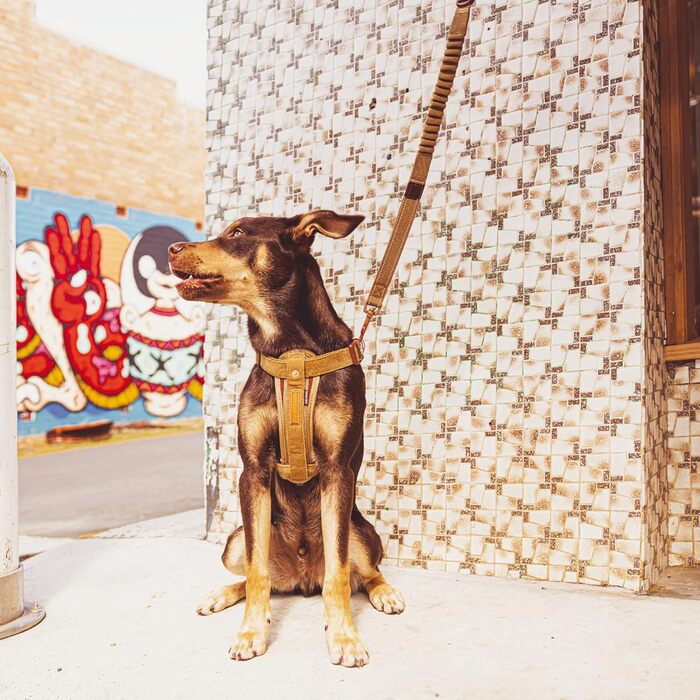 Шлейка для собак EzyDog Chest Plate – безпечна шлейка з адаптером для безпечного ременя – світловідбиваюча, м'яка шлейка для собак середніх та великих порід (Double Extra Small, Corduroy)