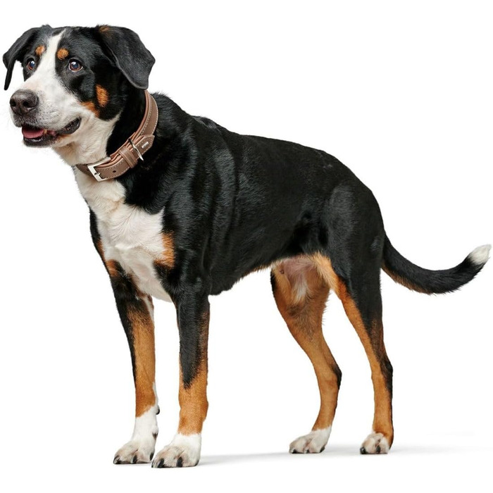 Нашийник для собак HUNTER PORTO, шкіра олив'єва, tabak/cognac, ручної роботи, розмір 50