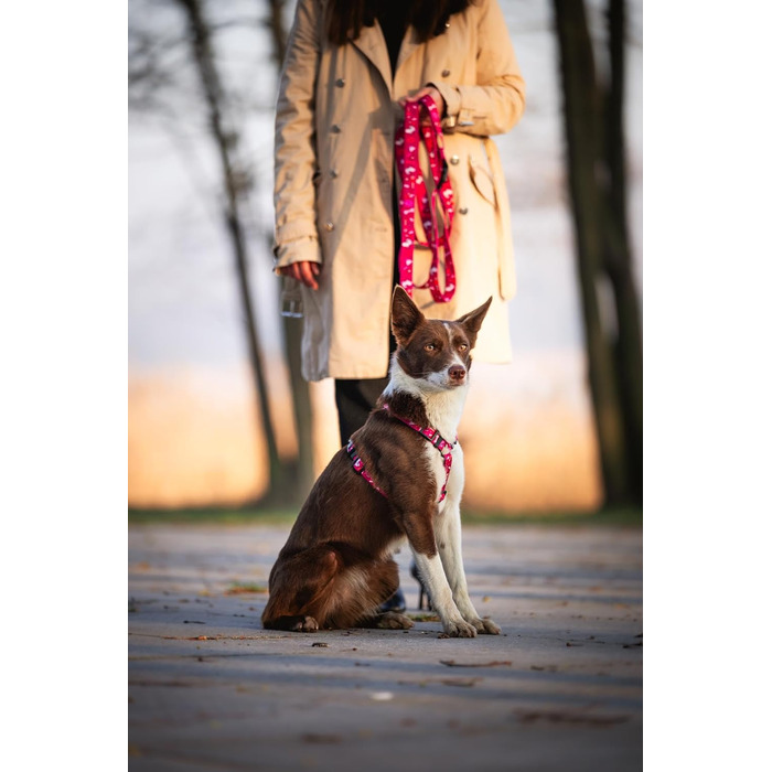 Шлейка для собак середніх порід Champagne Kiss M: регульована, не вбирає вологу, з контролем, легка