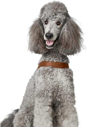 Нашийник для собак HUNTER DIMARO, м'яка та міцна шкіра, регульований, для цуценят та собак, розмір M, колір cognac