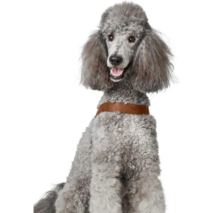 Нашийник для собак HUNTER DIMARO, м'яка та міцна шкіра, регульований, для цуценят та собак, розмір M, колір cognac