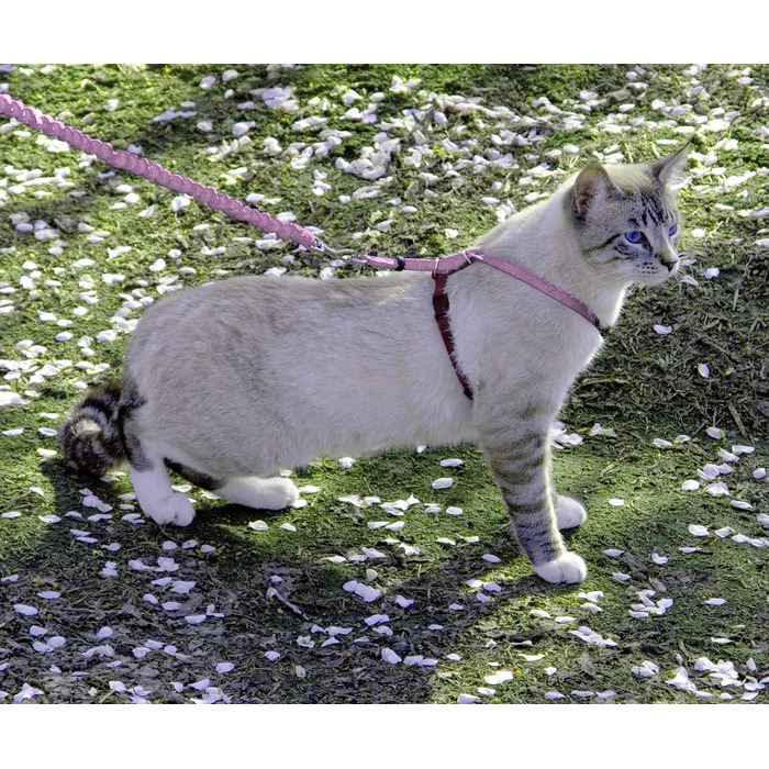 PetSafe Come with Me Kitty Harness and Bungee Leash, Harness for Cats, Size M, Red/Cranberry, Model: CWMK-M-RED (Light Pink/Burgundy, Medium (Pack of 1))