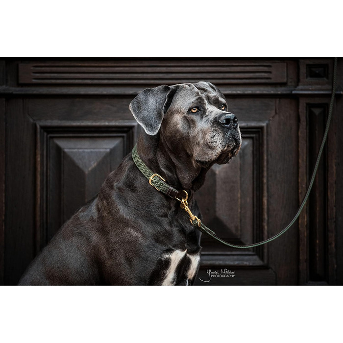 Нашийник для собак Kentucky Dogwear, плетений нейлон, оливковий, розмір S, 42 см