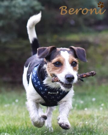 Шлейка для собак Softgeschirr, шлейка для грудей Anker Maritim, регульована, для відпочинку, літо (L (ОБ: 37-42см, Грудка: 47-63см)) (M)