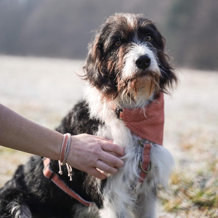 Нашийник для собак Pettsie з банданою та браслетом дружби, регульовані розміри S, M, L, знімний бандана, приваблива упаковка, для любителів собак, зелений (S 25,4-39,4cm, помаранчевий)