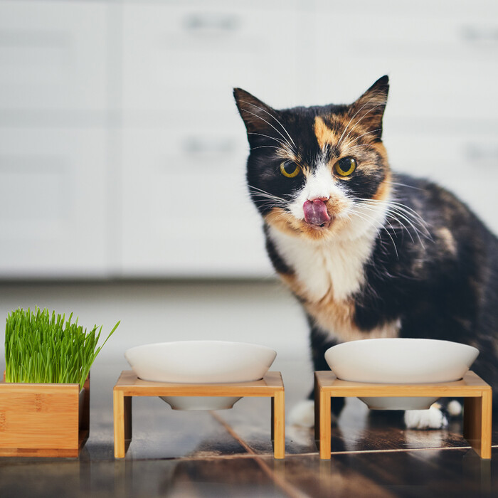 Relaxdays Cat Bowl Set & Cat Grass Bowl