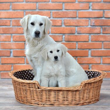 Wicker dog basket for dogs and cats. Dog bed, cat bed with cushion, pet basket, woven cat basket. 60x43 H19 cm (L 80 x W 60 x H 26 cm, Natural)
