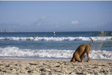Нашийник для собак EzyDog Camo (M, 39-44 см) - неопреновий, водонепроникний, світловідбиваючий
