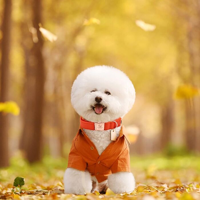 Ошатний нашийник та поводок для собак з шкіри - міцний нашийник для осені, регульований для маленьких собак, набір (1 шт.), помаранчевий