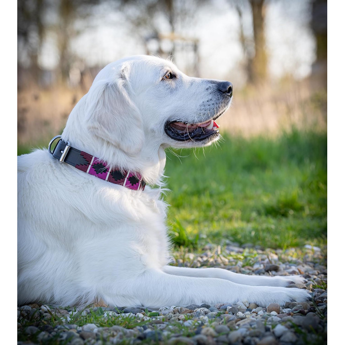 Стильний шкіряний нашийник для собак Jack Russell від Pablo - ручної роботи, регульований, преміум якість