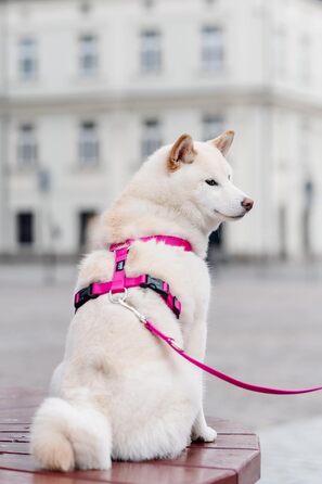 Шлейка для собак Chaba Guard для малих та середніх порід, контрольована, протисмикова, регульована, зручна, легка, класична, розмір M, фуксія/рожева