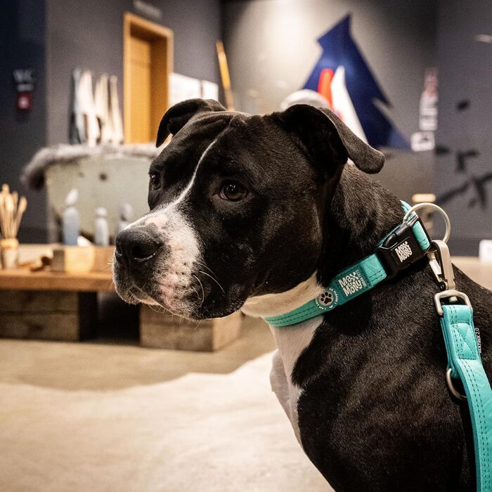 Нашийник для собак Max & Molly з інтелектуальним ID-брелоком Gotcha! Matrix 2.0, блакитний, розмір S. З м'якою підкладкою та світловідбиваючими елементами