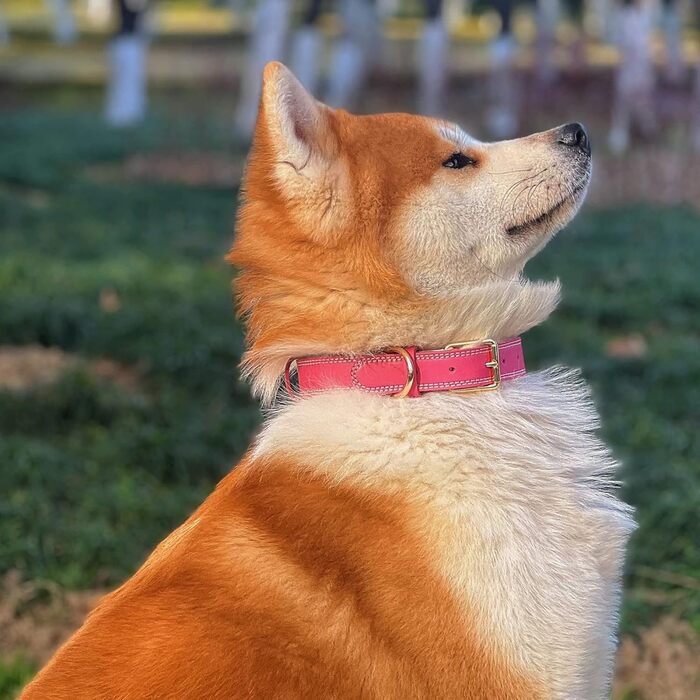 Нашийник для собак з натуральної шкіри, широкий, зелений/рожевий, M/XL